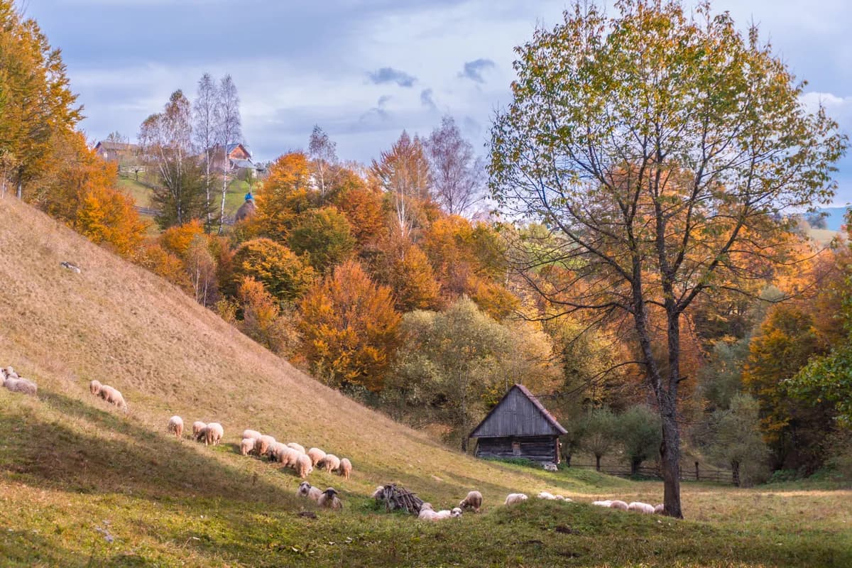 BookNoFees example image: Sheep in a meadow amongst autumnal trees
