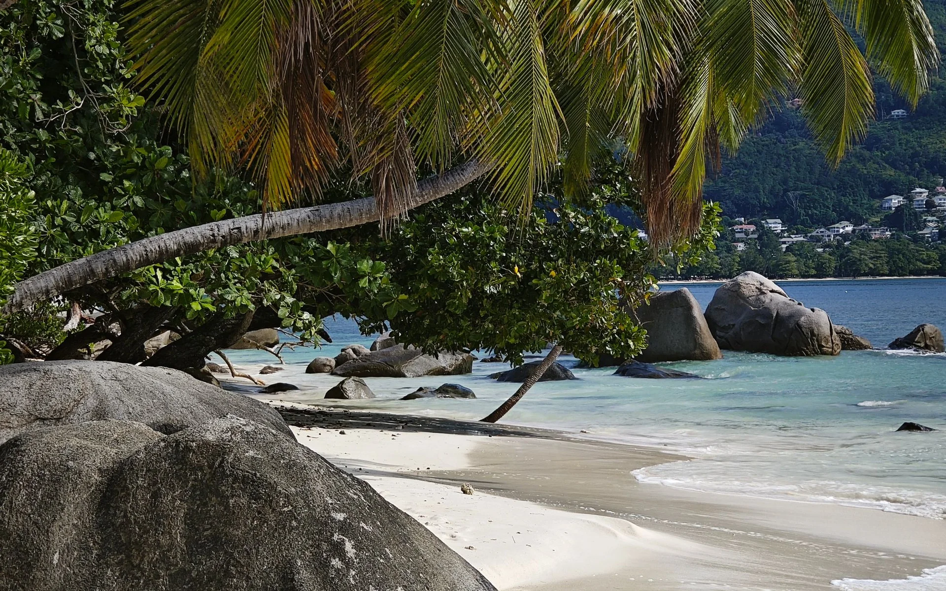 Palm trees and rocks on Beau Vallon Beach