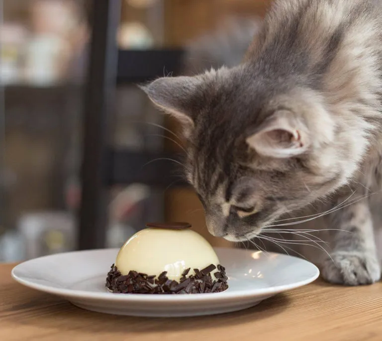 BookNoFees: Café – Cat Café – Budapest – Cat Café, photo 1