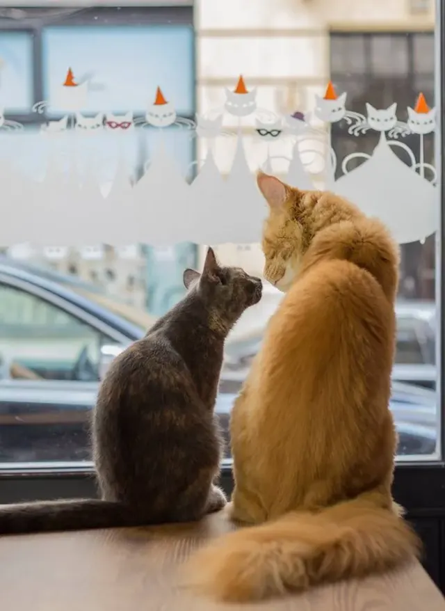 BookNoFees: Café – Cat Café – Budapest – Cat Café, photo 2