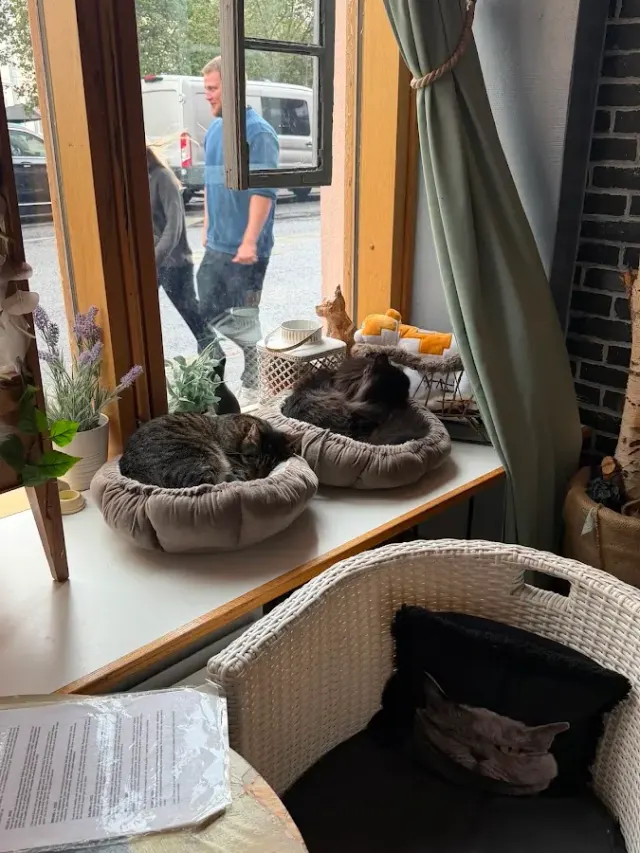 BookNoFees: Café – Kissakahvila Helkatti – Helsinki – Helkatti Cat Café, photo 2