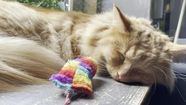 BookNoFees: Café – Kissakahvila Helkatti – Helsinki – Helkatti Cat Café, photo 3
