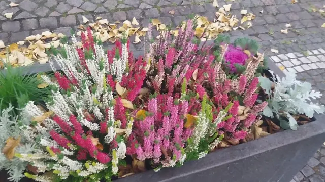 BookNoFees: Bakery – Bäcker Regina – Wenden – Regina the Baker, photo 3